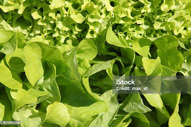 Foto de Salada Em Uma Cama e mais fotos de stock de Agricultura - Agricultura, Alimentação Saudável, Cama