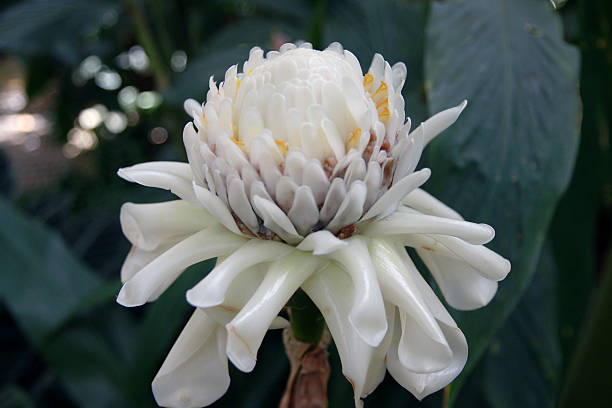 Rare Gingembre blanc fleur Etlingera Zingerberaceae elatior (Vertical) - Photo