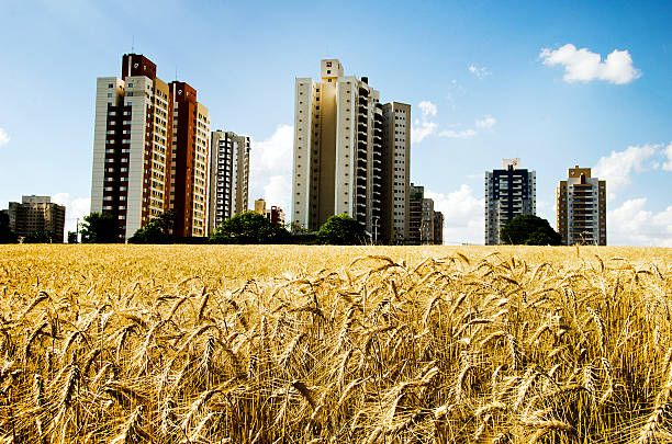 Wheat planting next to the city of Londrina.