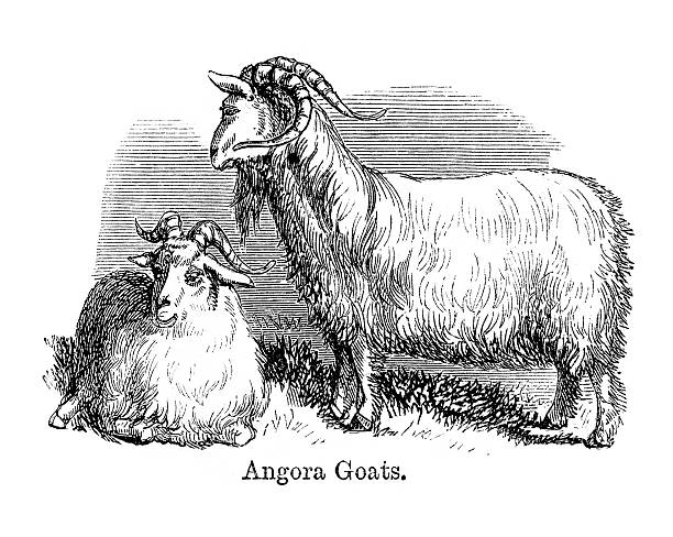 Angora Drawing 70+ Angora Goat Stock Illustrations, Royalty-Free Vector Graphics ...