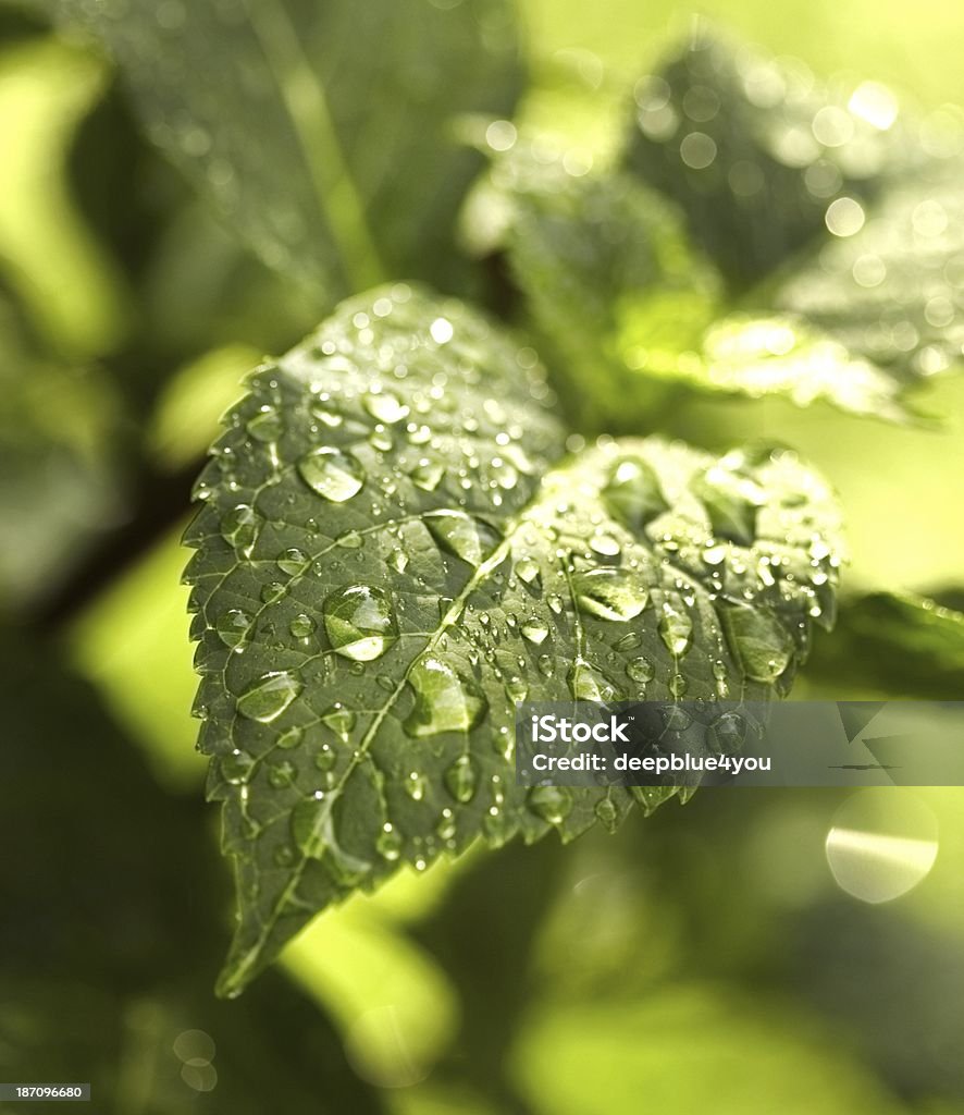 Foglie Dopo la pioggia al sole - Foto stock royalty-free di Acqua
