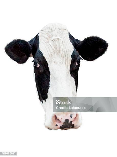 Photo libre de droit de Vache Frisonne banque d'images et plus d'images libres de droit de Vache - Vache, Tête d'un animal, Boisson