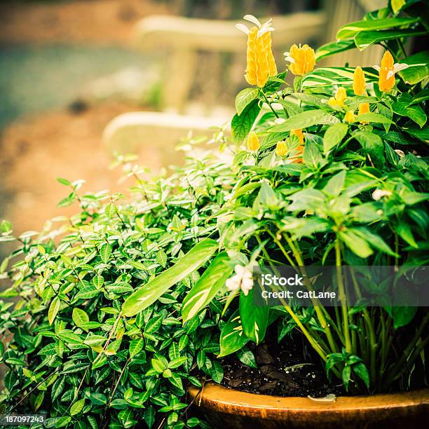 Foto de Recipiente De Jardinagem e mais fotos de stock de Arbusto - Arbusto, Banco - Assento, Cena de tranquilidade