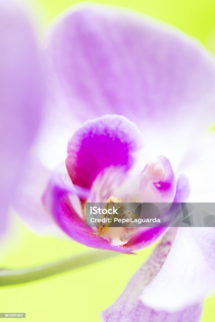Macro de fleur d'orchidée sur fond vert doux - Photo de Beauté libre de droits