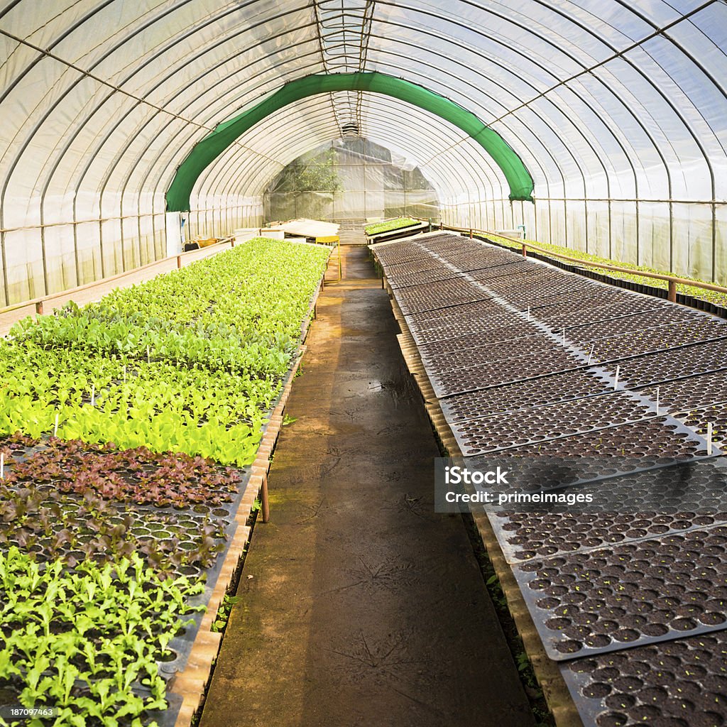 Hydroponic verdura in un giardino. - Foto stock royalty-free di Agricoltura