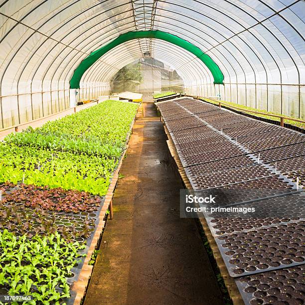 Hydroponic Verdura In Un Giardino - Fotografie stock e altre immagini di Agricoltura - Agricoltura, Aiuola, Albero