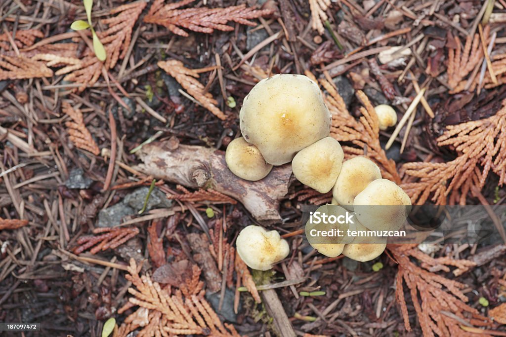 Pilze auf einem wachsenden immergrünen Wald Boden. - Lizenzfrei Bildhintergrund Stock-Foto