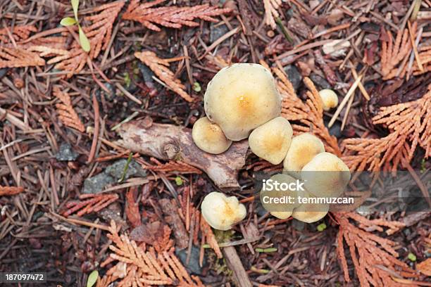 Crescimento De Cogumelos Numa Floresta De Folhas Perenes Terreno - Fotografias de stock e mais imagens de Ao Ar Livre