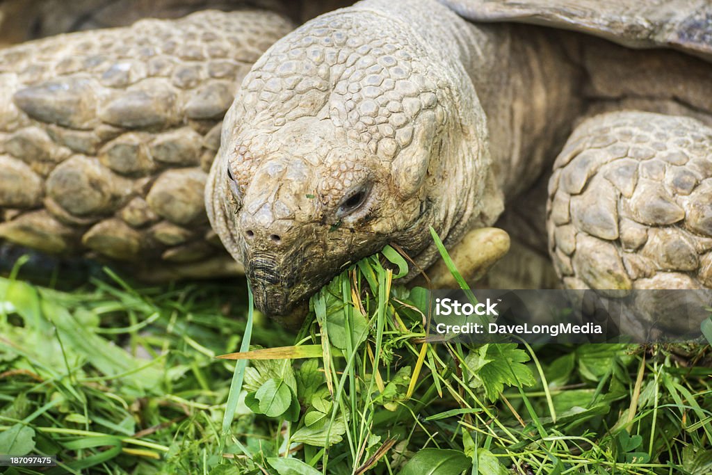Африканский подтолкнули черепаховый - Стоковые фото Африка роялти-фри
