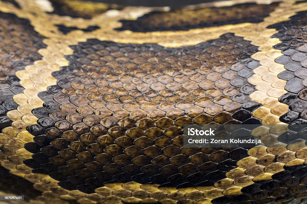 Pelle di serpente - Foto stock royalty-free di Pelle di serpente