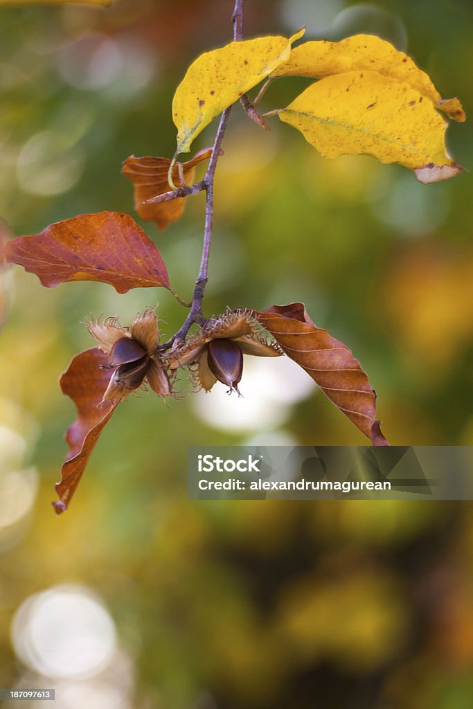 Beech noix - Photo de Arbre libre de droits