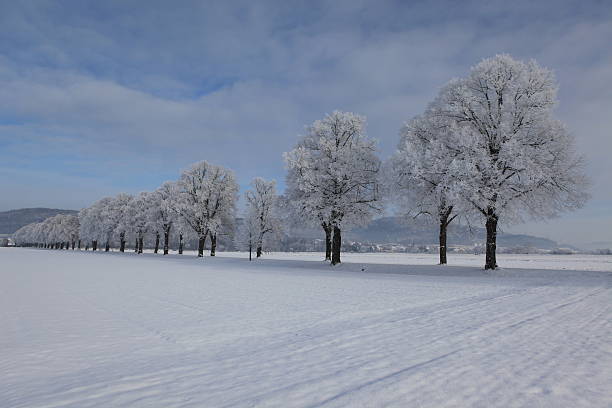 winterlandschaft - baumreihe ストックフォトと画像