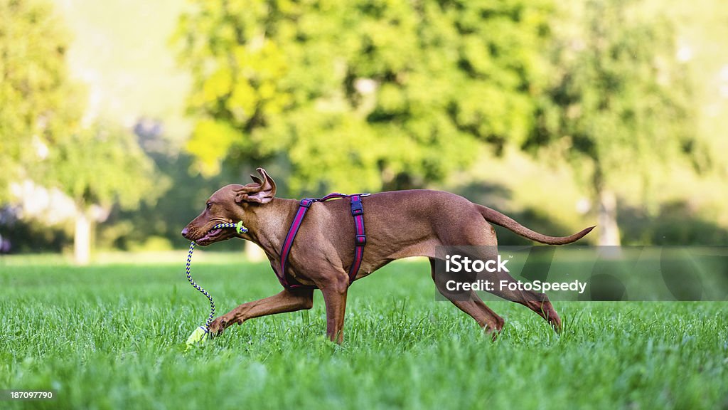Biegający pies na trawie - Zbiór zdjęć royalty-free (Bez ludzi)