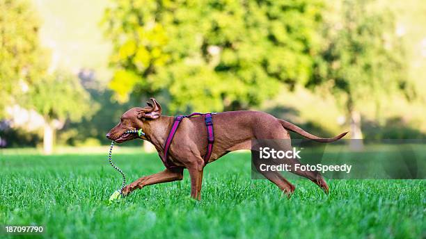Biegający Pies Na Trawie - zdjęcia stockowe i więcej obrazów Bez ludzi - Bez ludzi, Bloodhound, Brązowy