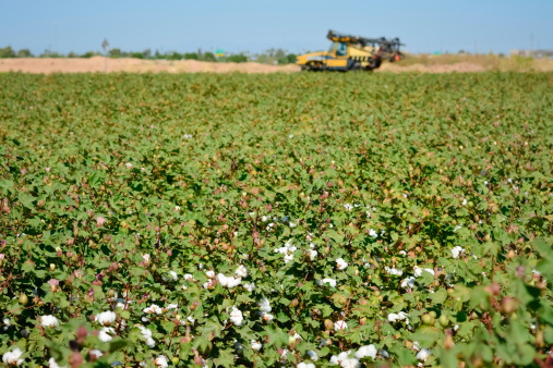 Spraying Pesticides in Cotton Field. Arizona, USA.