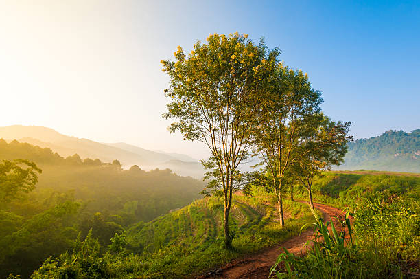 istock Morning Sun Shining through the Blooming Tree 187098168