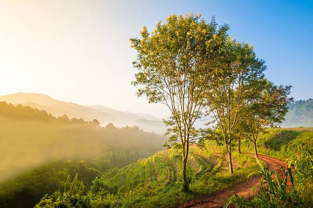 istock Morning Sun Shining through the Blooming Tree 187098215