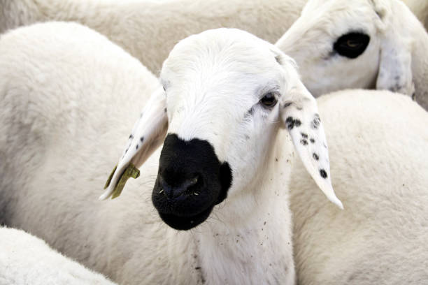 Sheep in the farm