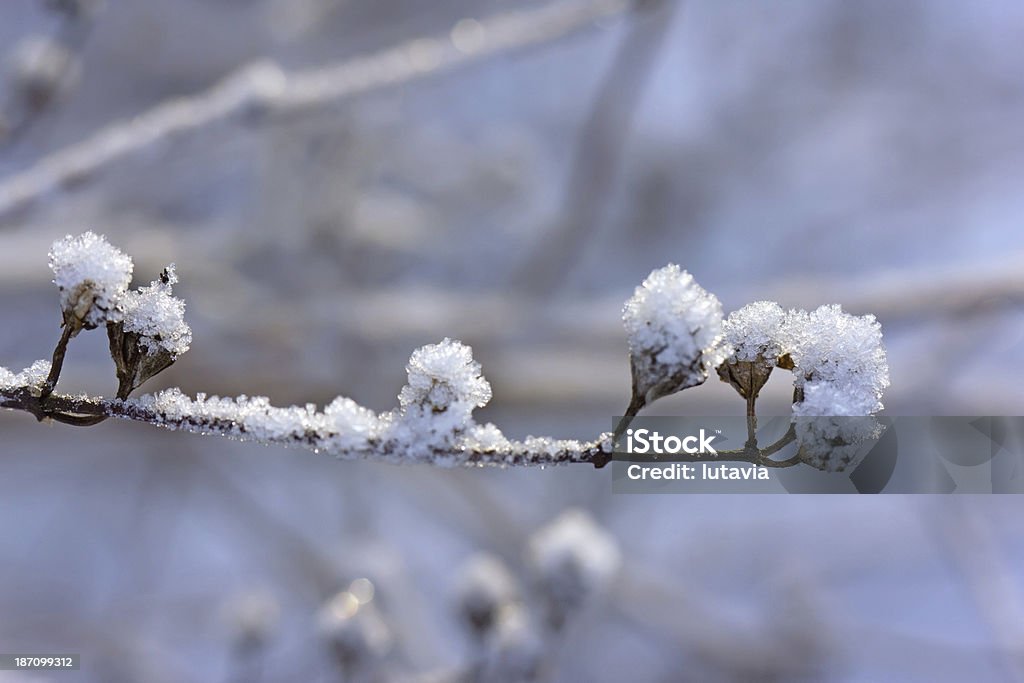 Cristais de neve - Foto de stock de Arbusto royalty-free