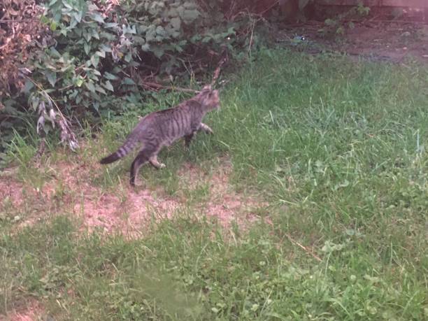 istock Stray cats walking in fenced yard on spring day 1870994346