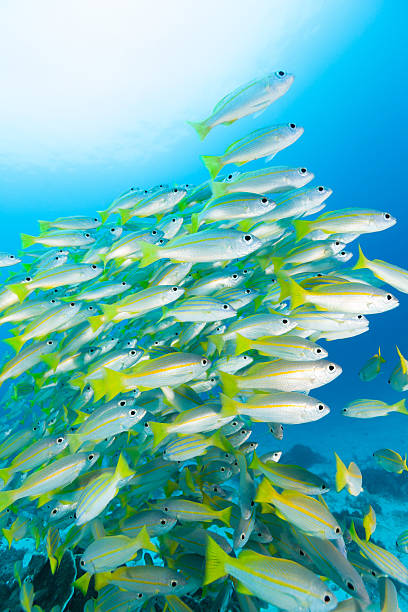 istock Common Bluestripe and Bigeye Snappers everywhere, Raja Ampat, Indonesia 187099439