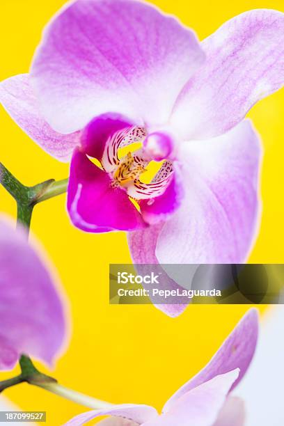 접사를 Of 연자주색 아이리스입니다 강렬함 황색 배경 0명에 대한 스톡 사진 및 기타 이미지 - 0명, 꽃-꽃의 구조, 꽃-식물
