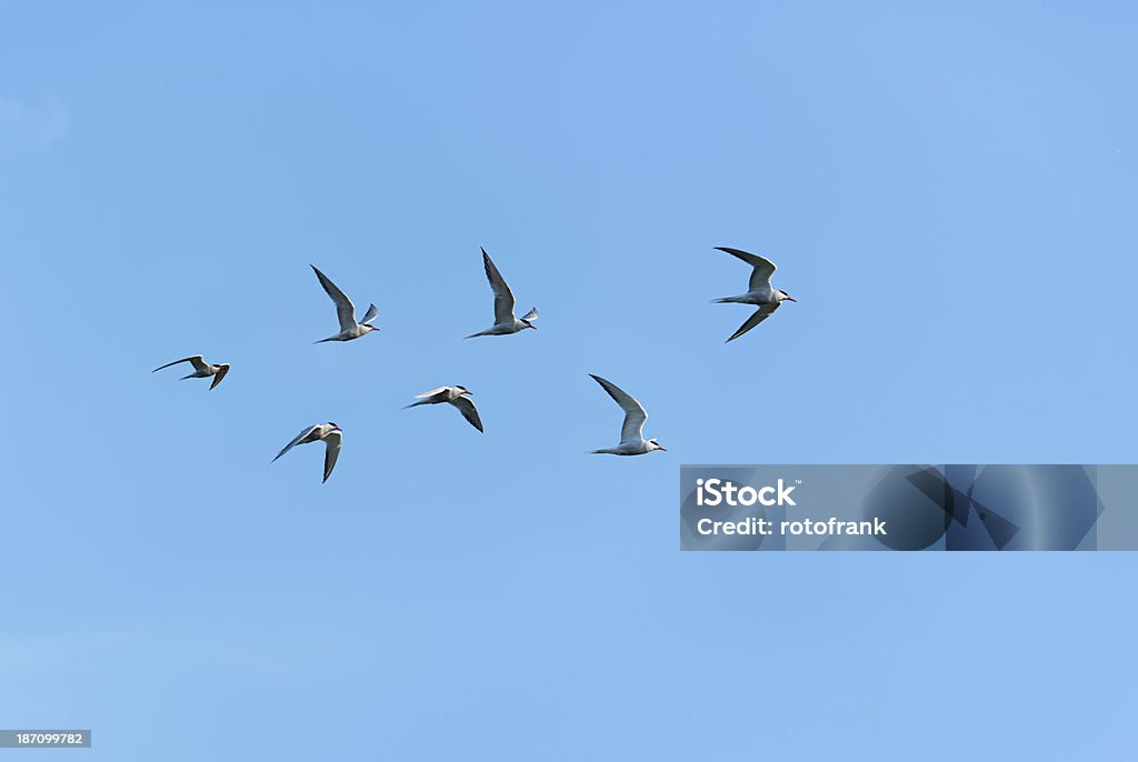 Golondrina [ ] golondrina de mar - Foto de stock de A ver pájaros libre de derechos
