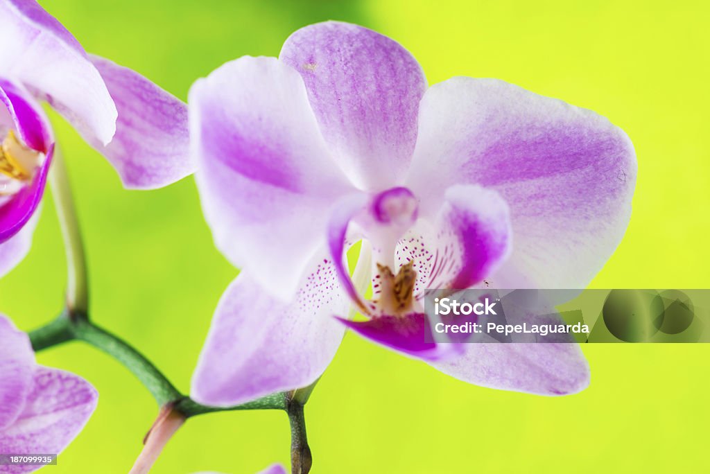 Makro z Orchidea Kwiat na miękkie Zielone tło - Zbiór zdjęć royalty-free (Bez ludzi)