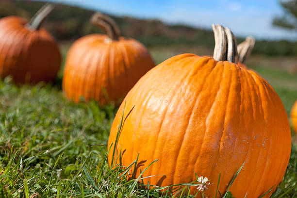 istock Early Morning Pumpkins 187099938