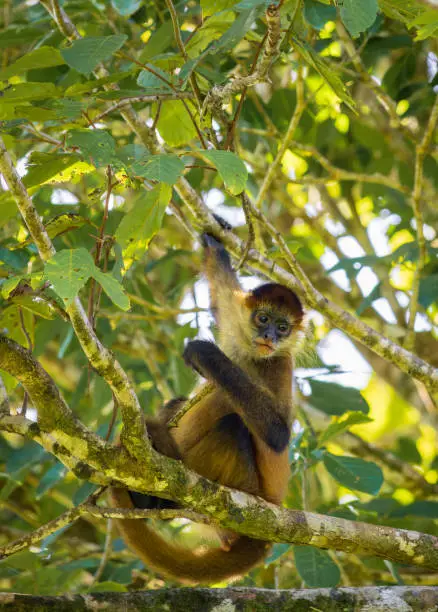 Spider-monkey in the forest of Tortuguero National Park (Costa Rica)