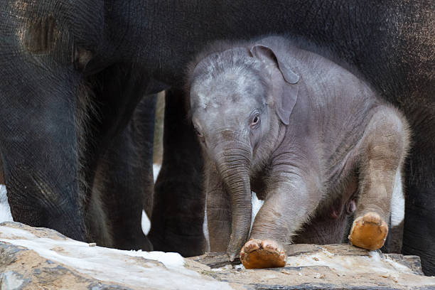 Close up young baby calf elefant A baby elephant plays close to his mother elefant stock pictures, royalty-free photos & images