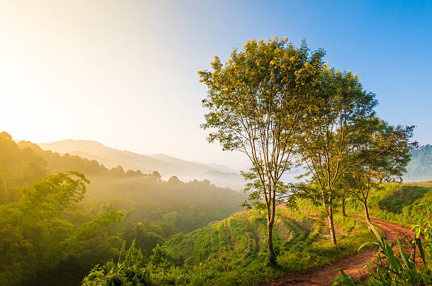 istock Morning Sun Shining through the Blooming Tree 187100029