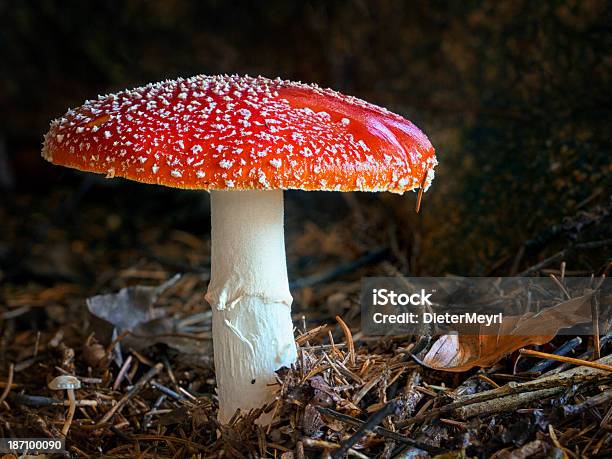 Amanita Muscaria플라이에는 Agaric 버섯에 대한 스톡 사진 및 기타 이미지 - 버섯, 가공의 인물, 가을
