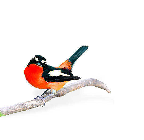 istock Beautiful red bird (Yellow-rumped flycatcher) on white backgroun 187100092