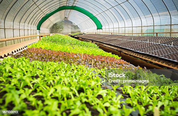 Hydroponic Овощной В Сад — стоковые фотографии и другие картинки Аборигенная культура - Аборигенная культура, Биология, Ботаника