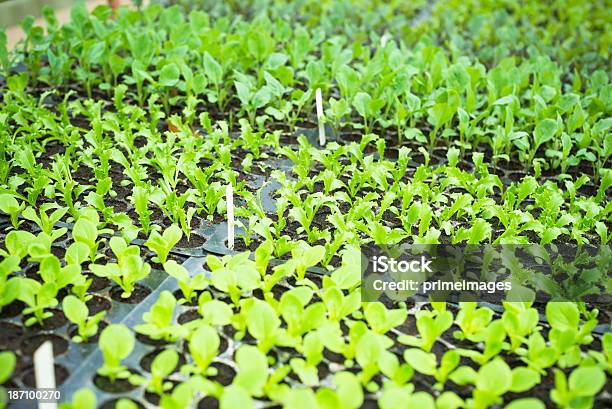 Hydroponic Vegetable In A Garden Stock Photo - Download Image Now - Agricultural Field, Agriculture, Biology