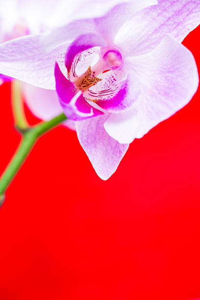 istock Macro of orchid flower on vivid red background 187100537