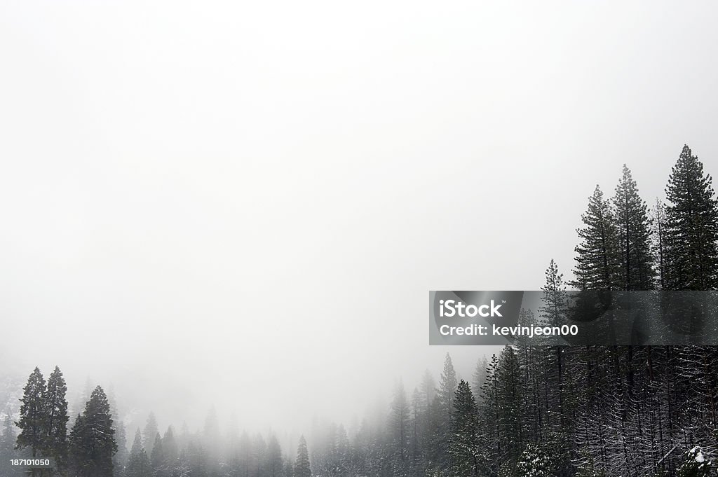 Winter Landscape with Pine Trees - Стоковые фото Арктика роялти-фри