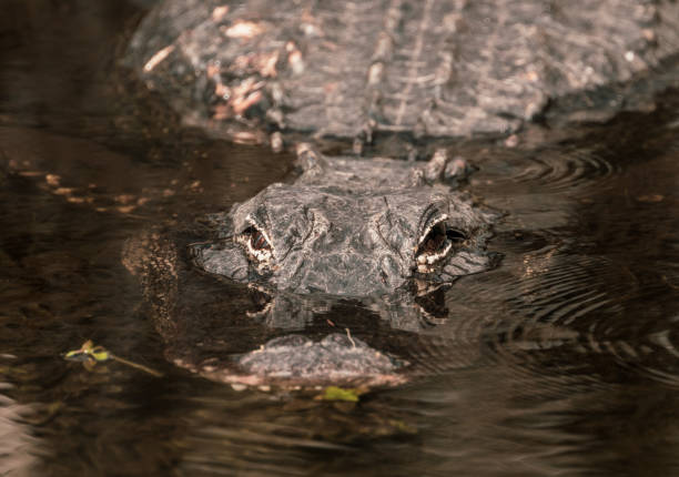 istock Alligator Enters The Swamp Close Up 1871012143