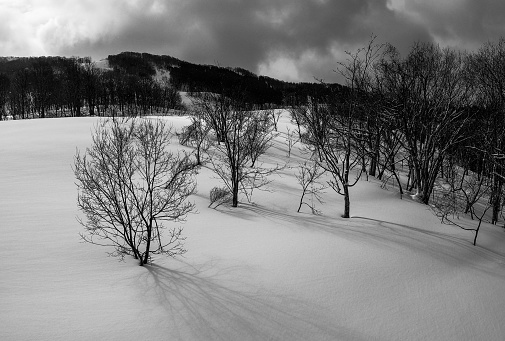 Trees in the snow black and white