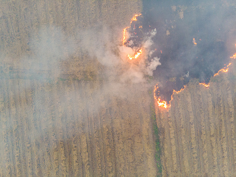 Forest Fire, Natural Disaster, Slash And Burn, Burnt Pine, Forest, Burnt