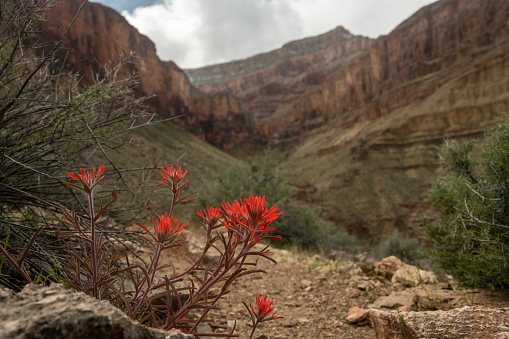 Bright Red Paintbrush Blooms On The Edge of Trail in Grand Canyon National Park