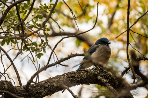 istock Colima Warbler Sits in Tree in Big Bend 1871022999