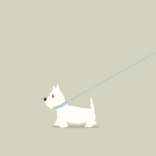 Walking dog on lead Westie Walking Westie on lead west highland white terrier stock illustrations