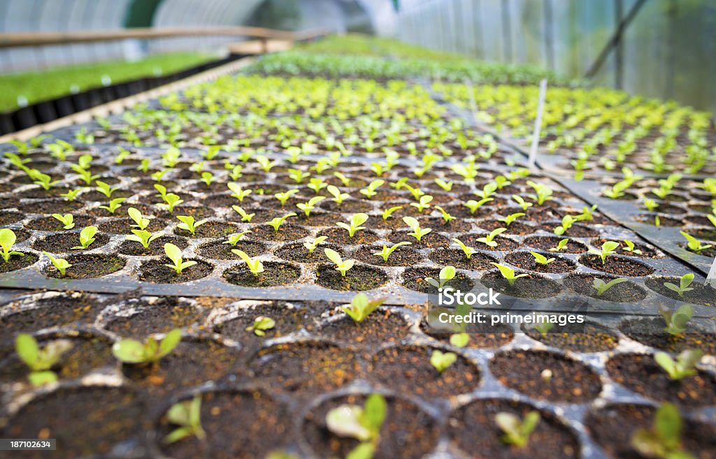 Hydroponic Legumes em um jardim. - Royalty-free Agricultura Foto de stock