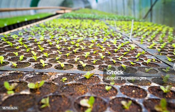 Hydroponic Legumes Em Um Jardim - Fotografias de stock e mais imagens de Agricultura - Agricultura, Ajardinado, Alface