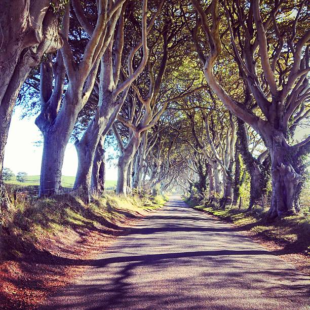istock Scenic Northern Ireland Road Dark Hedges Lined with Birch Trees 187103298