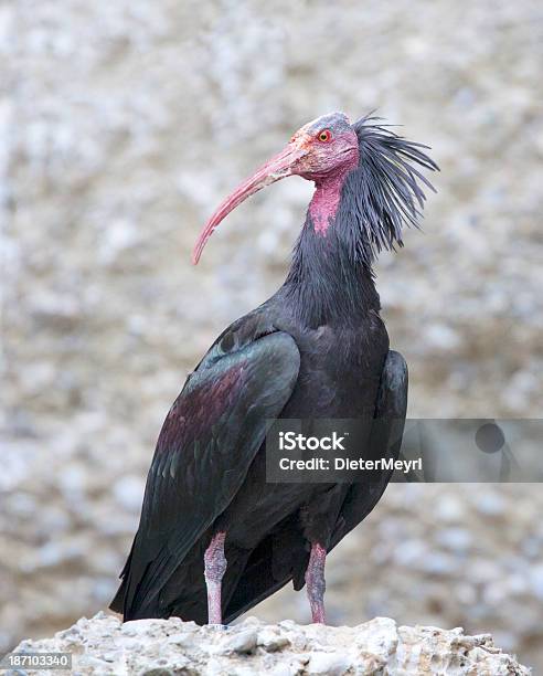 Photo libre de droit de Waldrapp Geronticus Eremita banque d'images et plus d'images libres de droit de Bec - Bec, Cavalese, Faune