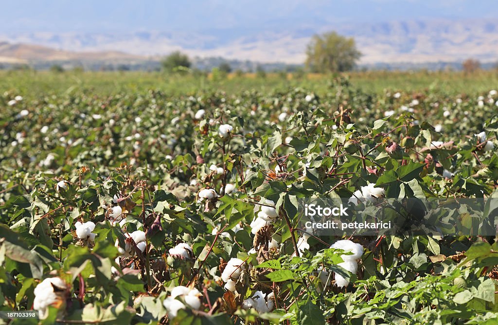 Campo de algodão - Foto de stock de Agricultura royalty-free