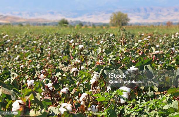 Foto de Campo De Algodão e mais fotos de stock de Agricultura - Agricultura, Algodão - Malvaceae, Algodão - Material Têxtil